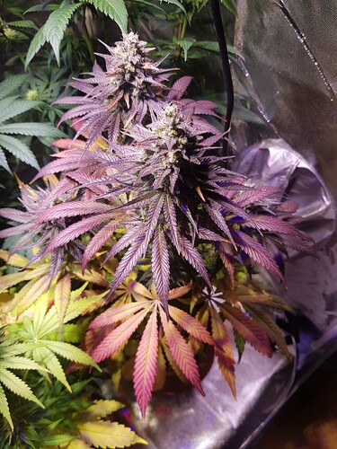 Green Gelato