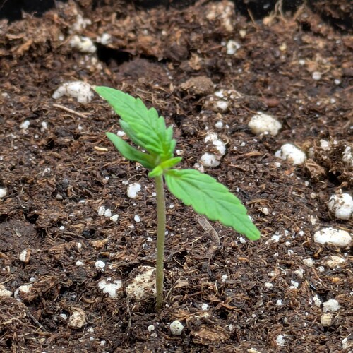 Ein junger Cannabis-Sämling mit zwei Keimblättern und den ersten gezackten Laubblättern in einem Topf mit Erde.