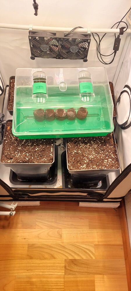 No#3: RQS WhiteWidow fem. Photos in LivingSoil *Light* [Endzeit]