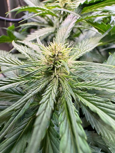 Growreport Bild 10