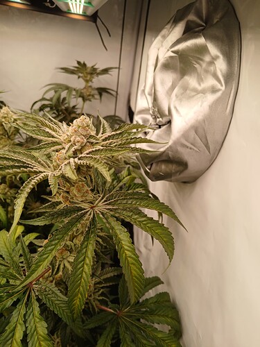 Growreport Bild 4