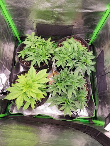 Growreport Bild 7