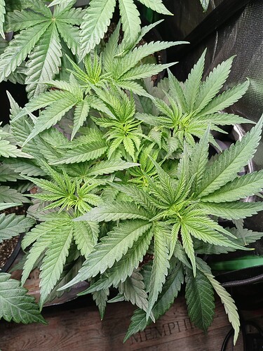 Growreport Bild 2