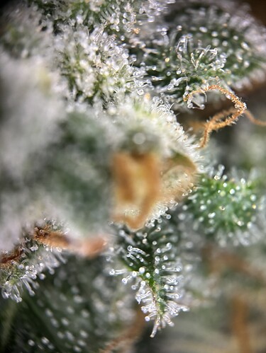 Growreport Bild 103