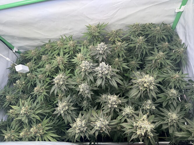 Growreport Bild 12