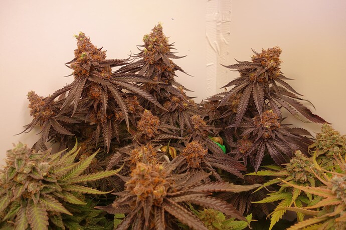 Growreport Bild 15