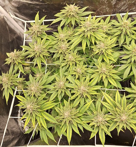 Growreport Bild 12