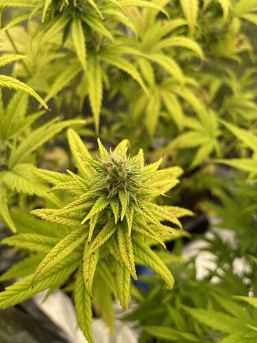 Growreport Bild 1