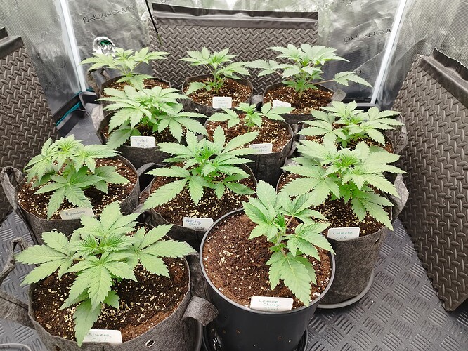 Growreport Bild 9