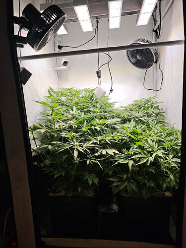 Growreport Bild 40