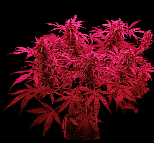 Growreport Bild 3