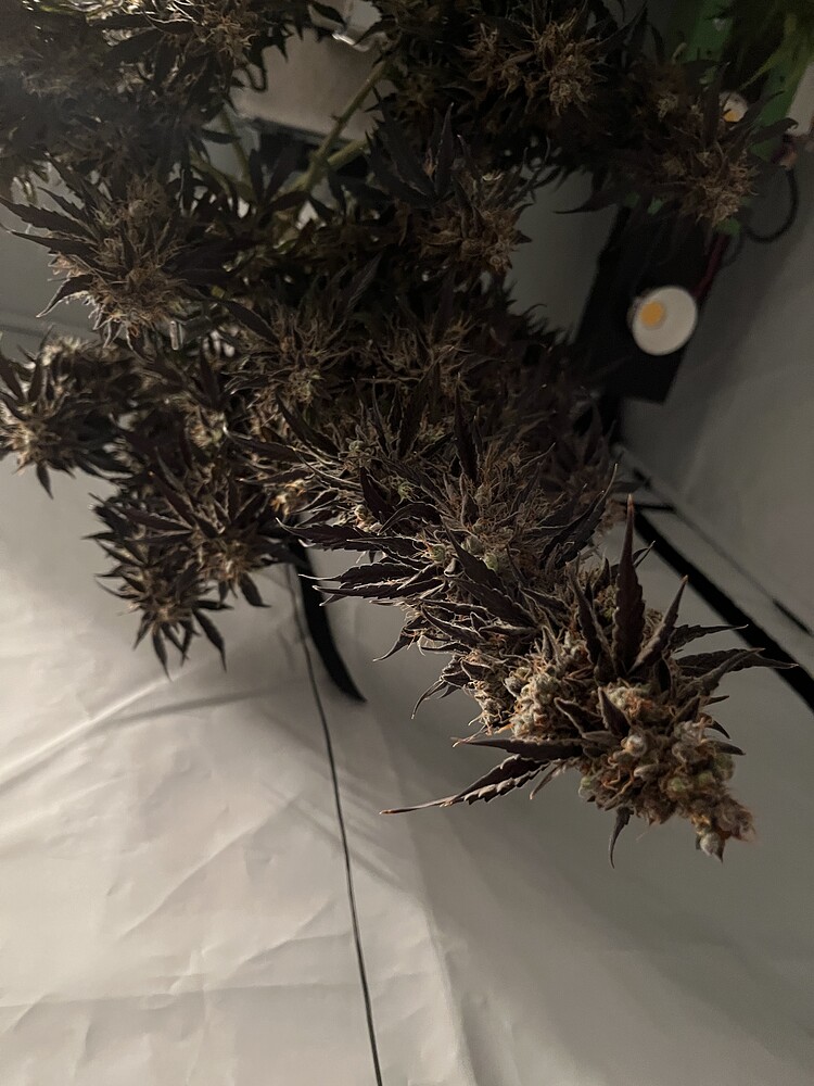 Indoor AUTOMATIC Grow