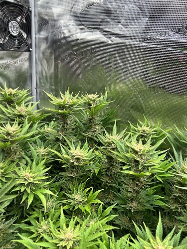 Mehrere Cannabis-Pflanzen in der Blütephase, die dicht beieinander stehen. Im Hintergrund ist ein Lüfter an einer reflektierenden Zeltwand montiert.