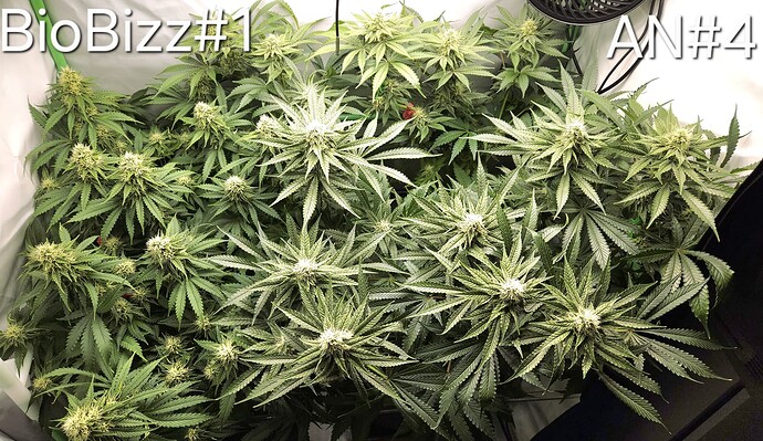 Growreport Bild 9