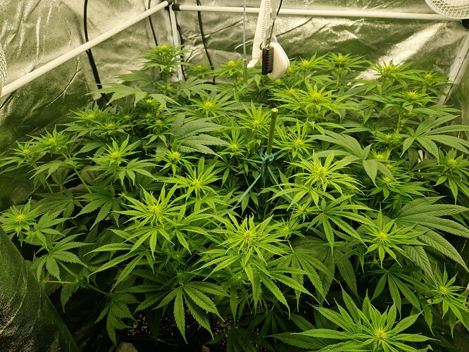 Growreport Bild 5