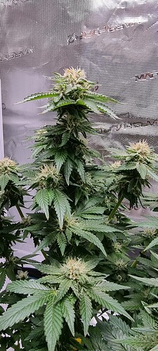 Growreport Bild 7