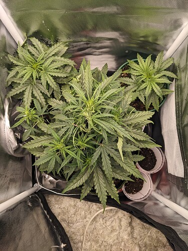 PXL_20240518_224212230