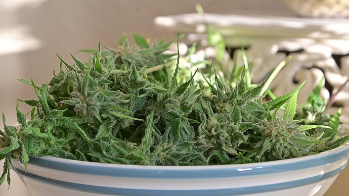 Growreport Bild 6
