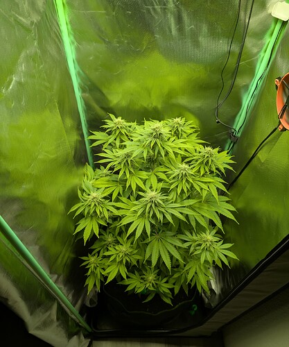 Growreport Bild 2