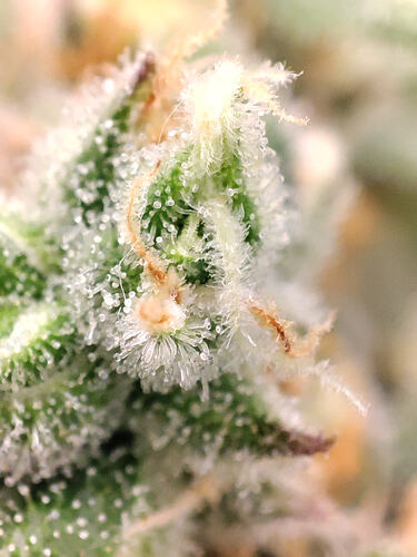 Growreport Bild 27
