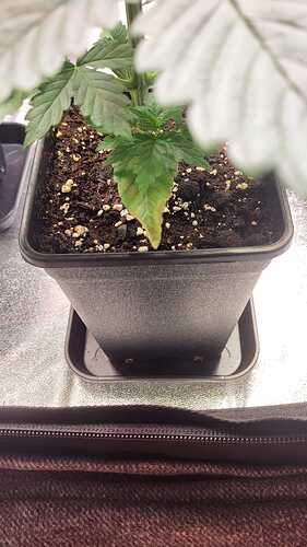 Growreport Bild 13