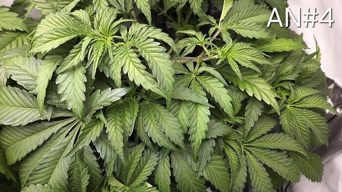Growreport Bild 24
