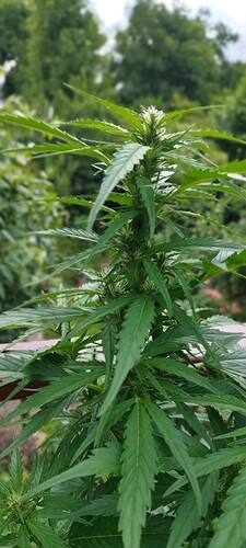 Growreport Bild 11