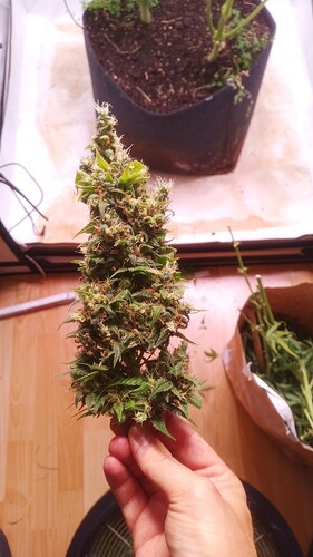 Growreport Bild 25