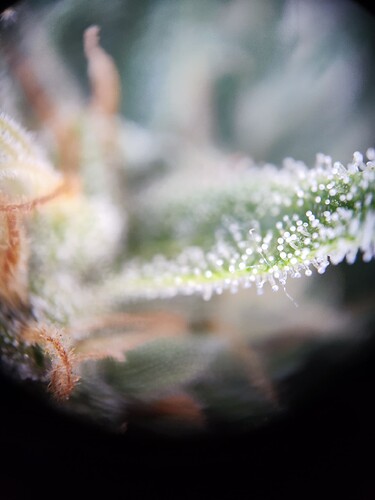 Growreport Bild 7
