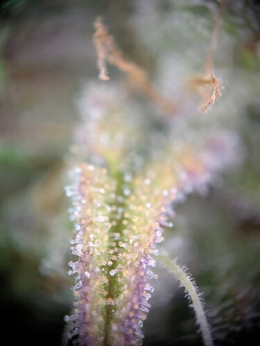 Growreport Bild 3