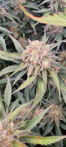 Growreport Bild 3