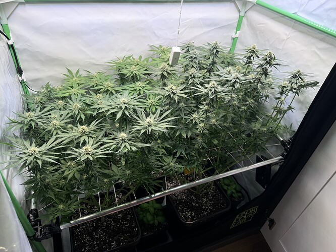 Growreport Bild 7