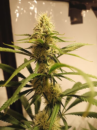 Growreport Bild 5