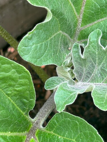 Growreport Bild 27
