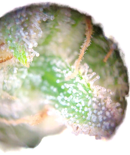 Growreport Bild 12