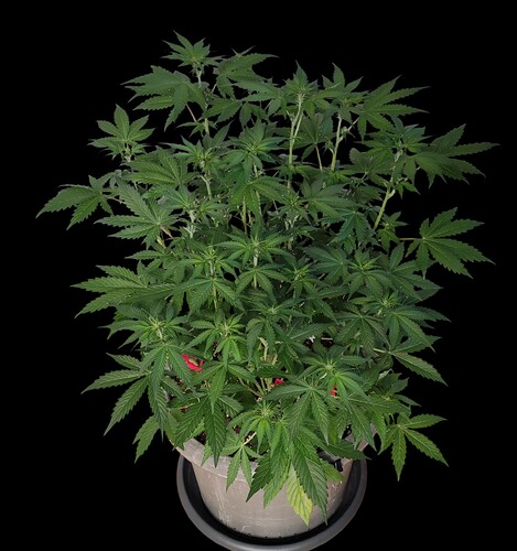 Growreport Bild 2
