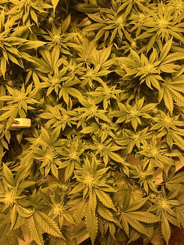 Growreport Bild 2