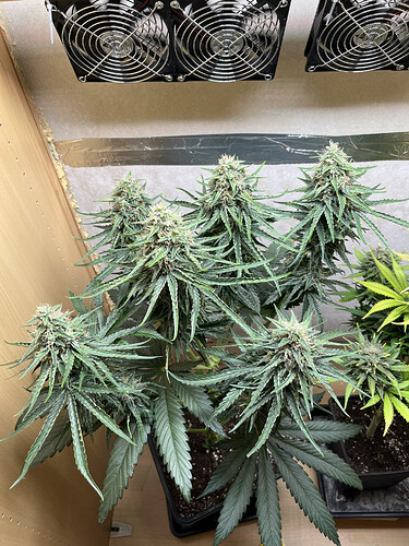 Growreport Bild 1