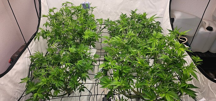 Growreport Bild 11