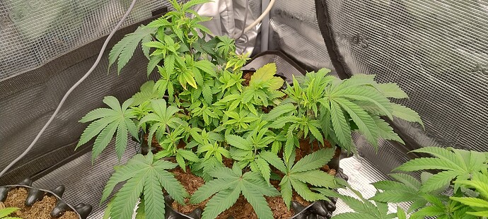 IMG_20251017_101732510_HDR