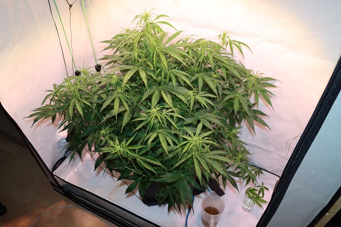 Growreport Bild 8