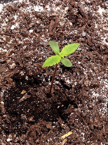 Ein kleiner Cannabis-Sämling mit zwei Keimblättern und einem ersten gezackten Blattpaar in einem Topf mit Erde.