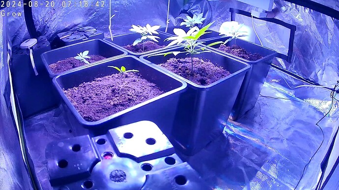 Cam_Grow-20.08.2024-0718434283