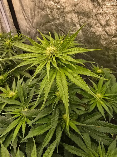 Growreport Bild 6
