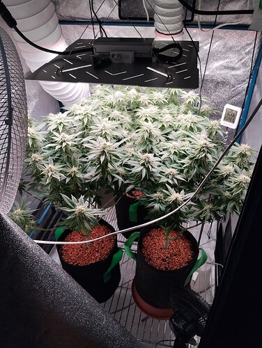 IMG_20250212_204724 - Kopie