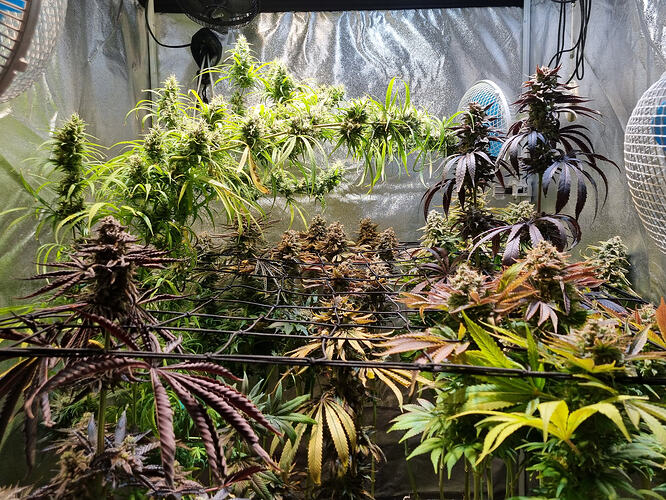 Mehrere Cannabis-Pflanzen in der Blütephase in einem Zelt, einige mit dunklen Blättern und dichten Blütenständen.
