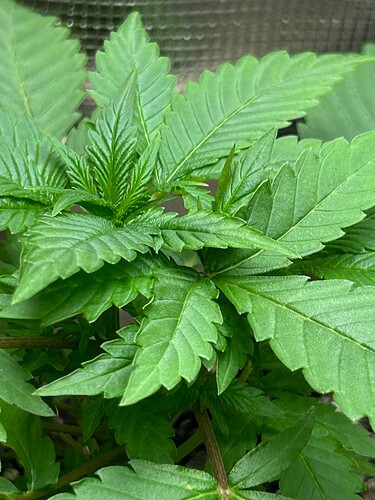 Growreport Bild 39