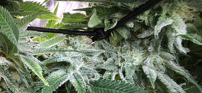 Growreport Bild 17