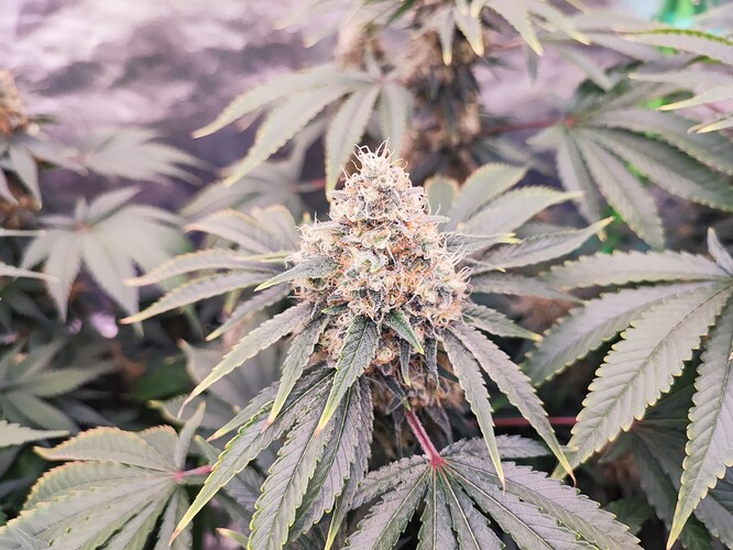 Growreport Bild 15