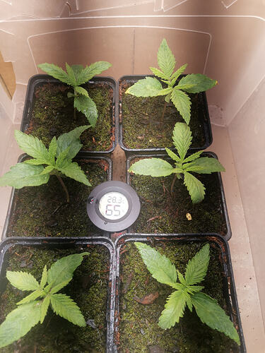 Lucky Hemp LT8